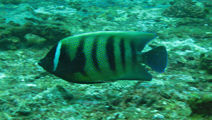 Pomacanthus sexstriatus (六帶蓋刺魚)縮圖