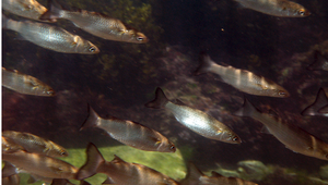 Chelon macrolepis (大鱗龜鮻)縮圖