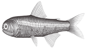 Diaphus watasei (渡瀨眶燈魚)-資源代表圖