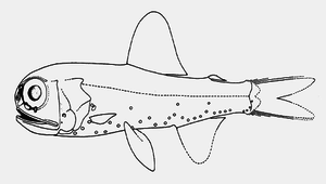 Diaphus mollis (短距眶燈魚)縮圖