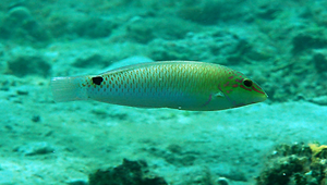 Halichoeres trimaculatus (三斑海豬魚)