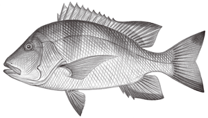 Lutjanus sebae (川紋笛鯛)縮圖