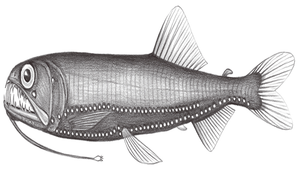 Astronesthes splendidus (絲球星衫魚)縮圖