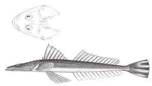 Platycephalus indicus (印度牛尾魚)縮圖