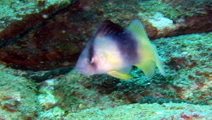 Diploprion bifasciatum (雙帶鱸)-資源代表圖