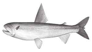 Harpadon microchir (小鰭鐮齒魚)縮圖