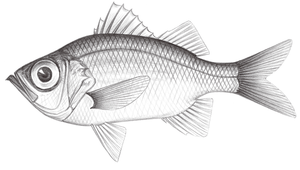 Malakichthys griseus (灰軟魚)縮圖