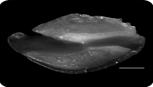 Symphysanodon typus (癒齒鯛)縮圖