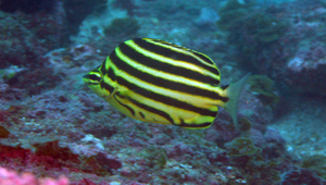Microcanthus strigatus (柴魚)縮圖