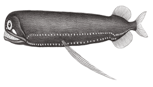 Photostomias guernei (格氏光巨口魚)-資源代表圖
