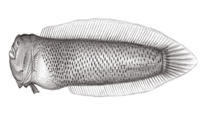 Paratrypauchen microcephalus (小頭副孔鰕虎)