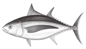 Thunnus alalunga (長鰭鮪)縮圖