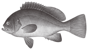 Triso dermopterus (鳶鱠)-資源代表圖