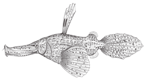 Solenostomus cyanopterus (藍鰭剃刀魚)縮圖