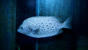 Oplegnathus punctatus (斑石鯛)-資源代表圖