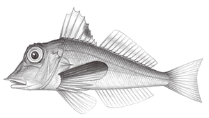 Lepidotrigla abyssalis (深海鱗角魚)-資源代表圖