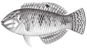 Halichoeres margaritaceus (斑點海豬魚)縮圖