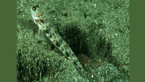 Vanderhorstia ornatissima (黃點梵鰕虎)縮圖