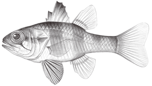 Apogonichthyoides timorensis (帝汶似天竺鯛)縮圖