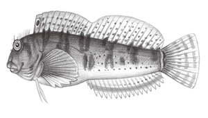 Scartella emarginata (緣頂鬚鳚)縮圖