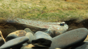 Istigobius campbelli (康培氏銜鰕虎)縮圖