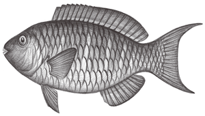 Scarus xanthopleura (黃肋鸚哥魚)-資源代表圖