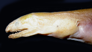 Scolecenchelys macroptera (大鰭蠕蛇鰻)縮圖