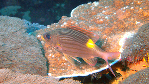 Gnathodentex aureolineatus (金帶齒頜鯛)縮圖