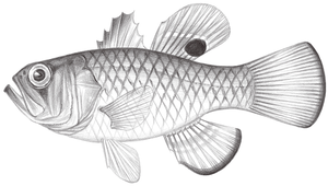 Jaydia carinatus (斑鰭銀口天竺鯛)縮圖