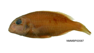 Choerodon zamboangae (扎邦豬齒魚)-資源代表圖