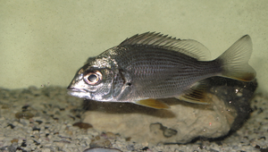 Acanthopagrus latus (黃鰭棘鯛)縮圖