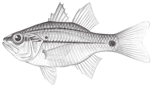 Ostorhinchus cheni (陳氏鸚天竺鯛)縮圖