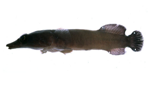 Aspasmichthys ciconiae (臺灣鶴姥魚)-資源代表圖