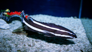 Epinephelus latifasciatus (寬帶石斑魚)-資源代表圖