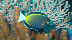 Acanthurus nigricans (白面刺尾鯛)縮圖