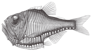 Argyropelecus gigas (巨銀斧魚)縮圖