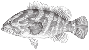 Epinephelus bruneus (褐帶石斑魚)-資源代表圖
