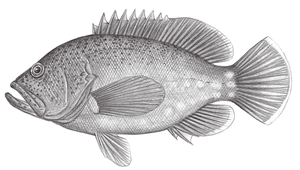 Cephalopholis aurantia (橙點九刺鮨)縮圖