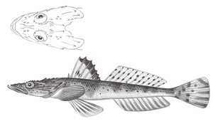 Cociella crocodila (點斑鱷牛尾魚)-資源代表圖