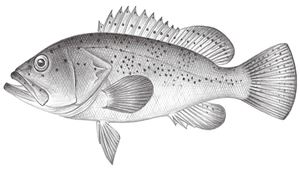 Epinephelus epistictus (小紋石斑魚)縮圖