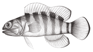 Opistognathus hongkongiensis (香港後頜魚)