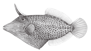 Cantherhines pardalis (細斑刺鼻單棘魨)