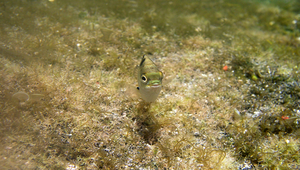 Abudefduf sordidus (梭地豆娘魚)縮圖