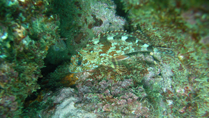 Sebastiscus marmoratus (石狗公)-資源代表圖