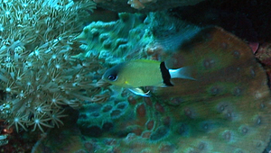 Chromis retrofasciata (黑帶光鰓雀鯛)縮圖