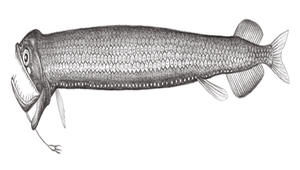 Stomias nebulosus (星雲巨口魚)-資源代表圖