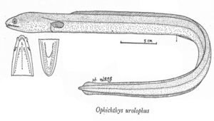 Ophichthus urolophus (裙鰭蛇鰻)-資源代表圖