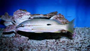Lutjanus fulviflamma (火斑笛鯛)縮圖