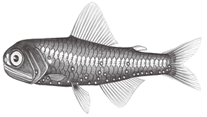 Diaphus fragilis (符氏眶燈魚)-資源代表圖