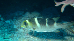 Monotaxis grandoculis (單列齒鯛)縮圖